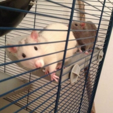 Image pour l'annonce A donner deux rats adorables