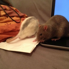 Image pour l'annonce A donner deux rats adorables
