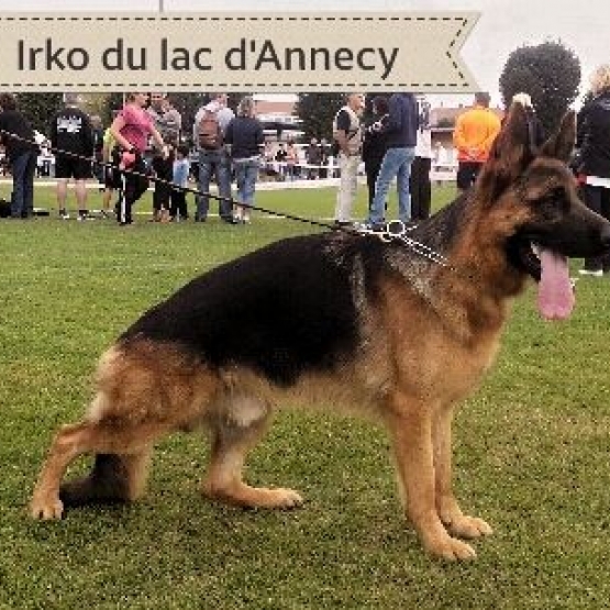 Image pour l'annonce Chiot Berger Allemand LOF