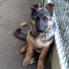 Image pour l'annonce Chiot Berger Allemand LOF