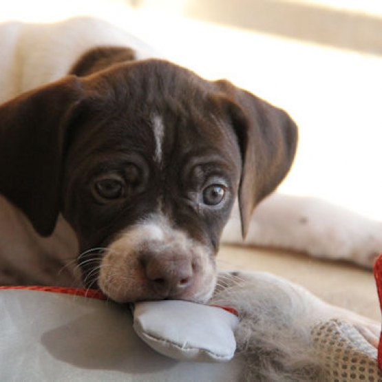 Image pour l'annonce pointer chiots LOF