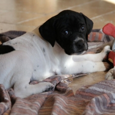 Image pour l'annonce pointer chiots LOF