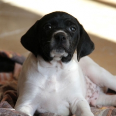 Image pour l'annonce pointer chiots LOF