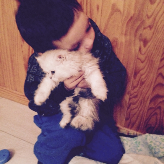 Image pour l'annonce Chaton persan