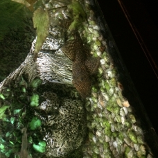 Image pour l'annonce Donne poissons aquarium tropical