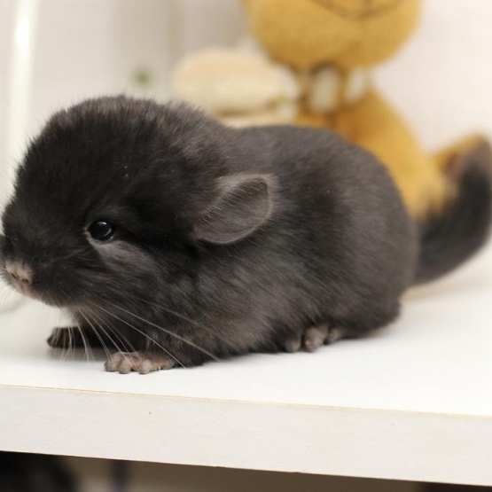 Image pour l'annonce Chinchillas