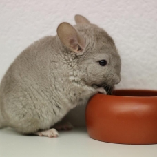 Image pour l'annonce Chinchillas