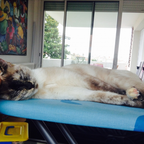 Image pour l'annonce Saillie chatte siamoise gratuit