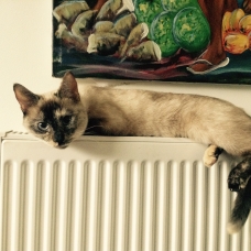 Image pour l'annonce Saillie chatte siamoise gratuit