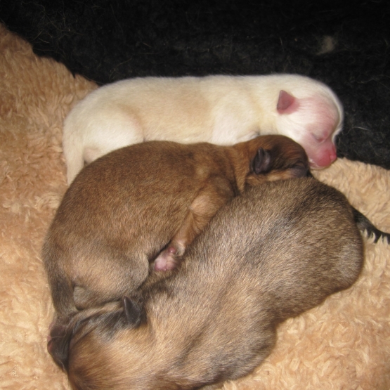 Image pour l'annonce vends 3 chiots petit SPITZ allemand, non LOF