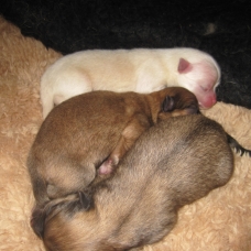 Image pour l'annonce vends 3 chiots petit SPITZ allemand, non LOF