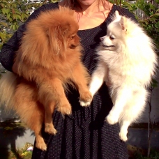 Image pour l'annonce vends 3 chiots petit SPITZ allemand, non LOF