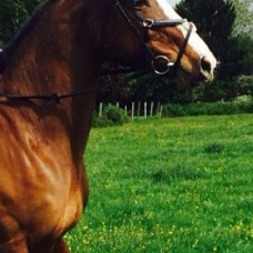 Image pour l'annonce DP sur mes 2 chevaux