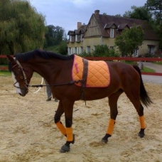 Image pour l'annonce DP sur mes 2 chevaux