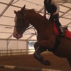 Image pour l'annonce DP sur mes 2 chevaux