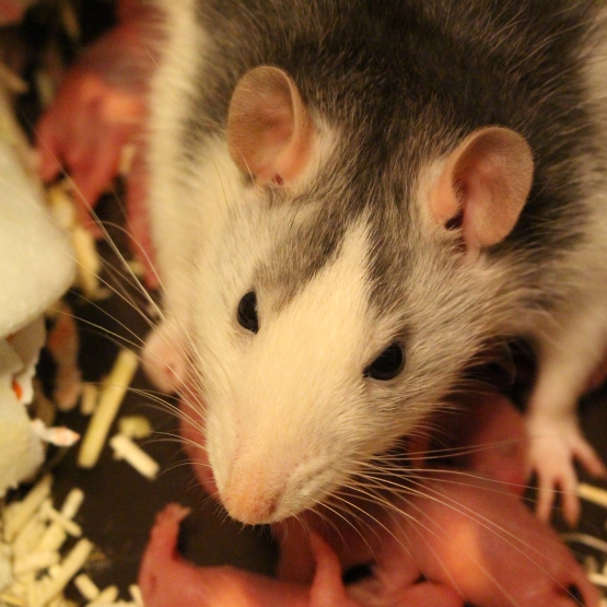 Image pour l'annonce Donne bébés rats