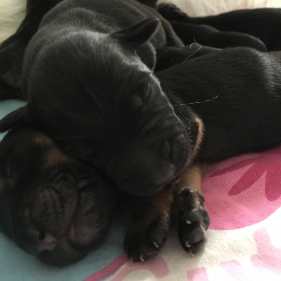 Image pour l'annonce Chiot Golden Retriever croisé Beauceron