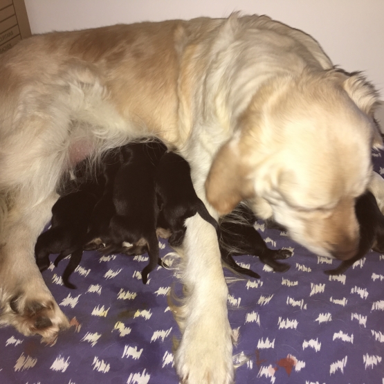 Image pour l'annonce Chiot Golden Retriever croisé Beauceron