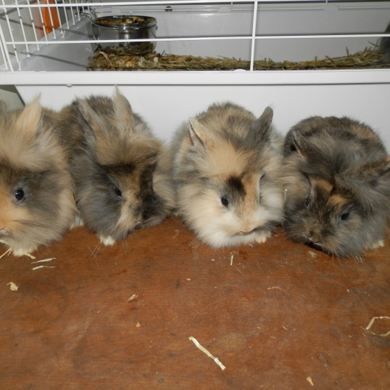 Image pour l'annonce vds lapins nains