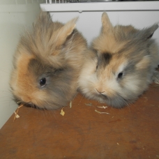 Image pour l'annonce vds lapins nains