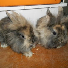 Image pour l'annonce vds lapins nains