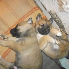 Image pour l'annonce Husky croisé podenco / basenji