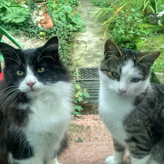 Image pour l'annonce Donne 2 chatons de 9 mois
