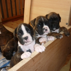Image pour l'annonce CHIOTS BOXER LOF à réserver