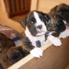 Image pour l'annonce CHIOTS BOXER LOF à réserver