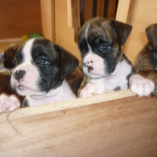 Image pour l'annonce CHIOTS BOXER LOF à réserver