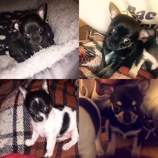 Image pour l'annonce 4 Chiots Chihuahua Poils courts.