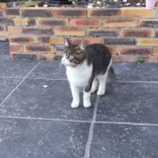 Image pour l'annonce Donne chaton 6 mois