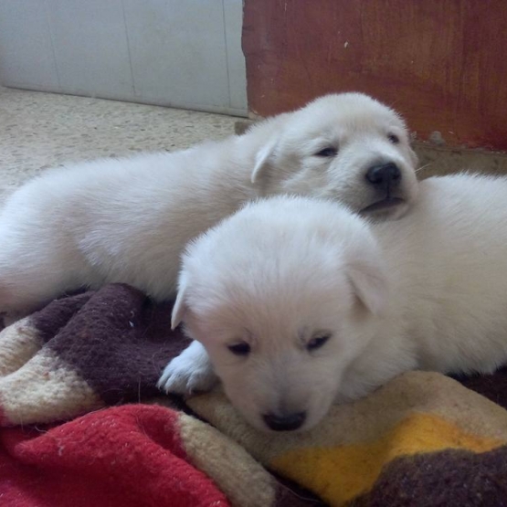 Image pour l'annonce Donne chiot 2mois 1/2 type berger blanc suisse