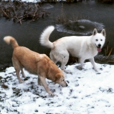 Image pour l'annonce Donne chiot 2mois 1/2 type berger blanc suisse