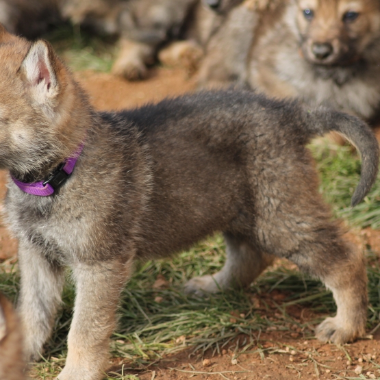 Image pour l'annonce chiot loup tchécoslovaque LOF