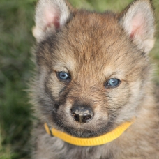 Image pour l'annonce chiot loup tchécoslovaque LOF