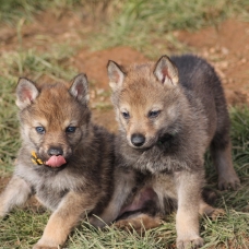 Image pour l'annonce chiot loup tchécoslovaque LOF