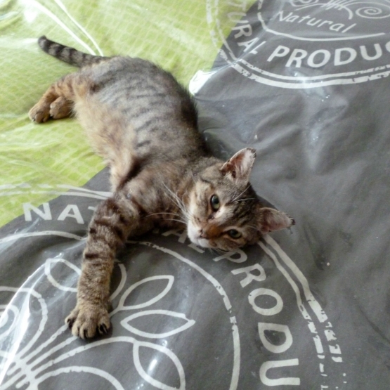 Image pour l'annonce Sawyer, adorable chat tigré à adopter