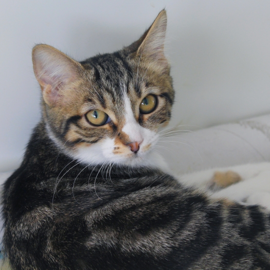 Image pour l'annonce Qetsiyah, adorable chaton (ne) à adopter