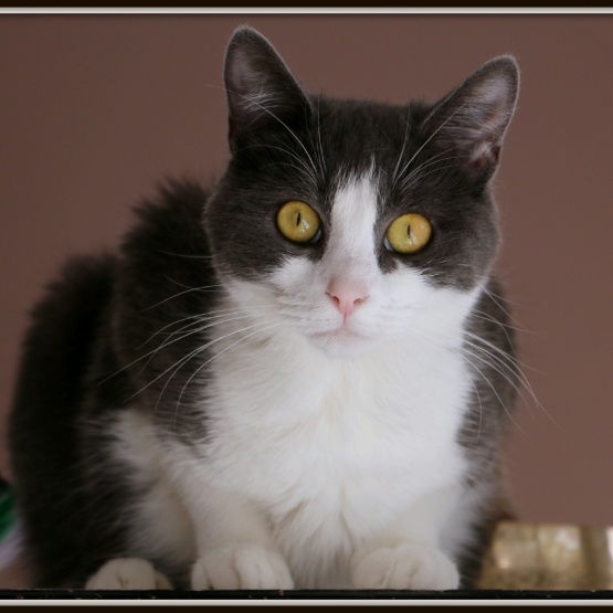 Image pour l'annonce Nyada, adorable chatte à adopter