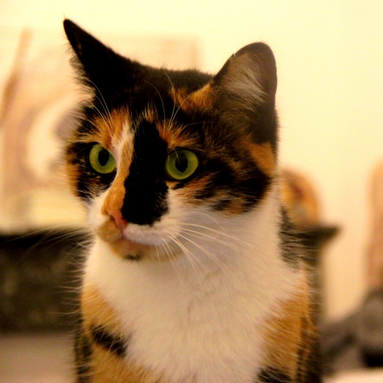 Image pour l'annonce Lexa, jolie chatte tricolore à adopter