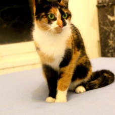 Image pour l'annonce Lexa, jolie chatte tricolore à adopter