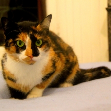 Image pour l'annonce Lexa, jolie chatte tricolore à adopter