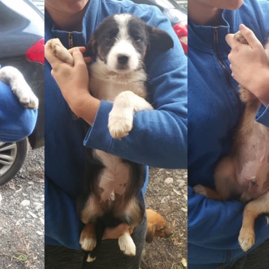 Image pour l'annonce chiots border collie