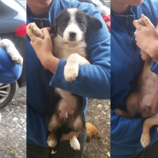 Image pour l'annonce chiots border collie