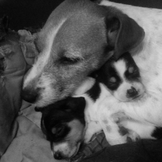 Image pour l'annonce vends chiots pur jack russel