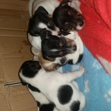 Image pour l'annonce vends chiots pur jack russel