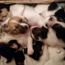Image pour l'annonce vends chiots pur jack russel