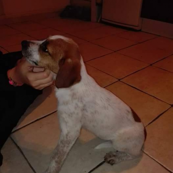 Image pour l'annonce Mignon Labrador / Braque Allemand 2 Mois