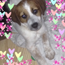 Image pour l'annonce Mignon Labrador / Braque Allemand 2 Mois
